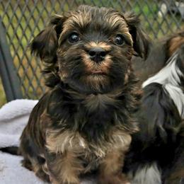 Havanese Puppies from Hoku Havanese