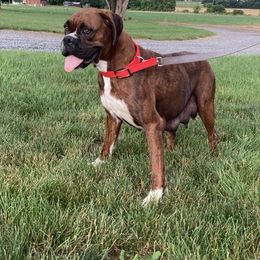 Allie - Boxer