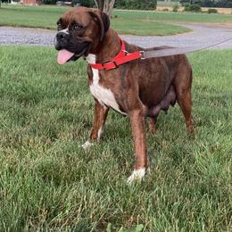 Allie - Boxer
