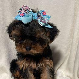 Tcup Oh Roxana  11888 - Black and tan female Yorkshire Terrier puppy in Las Vegas, Nevada from Made in Heaven Yorkshire Terrier Las Vegas