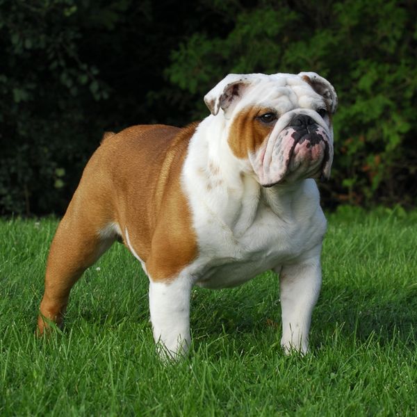 Bulldog