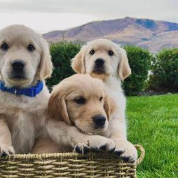 Golden Retrievers from Columbia Ridge Goldens