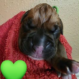 Green - Fawn male Boxer puppy in Spring, Texas from Sanchez Boxers