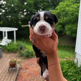 Coral - Black, white and red female Greater Swiss Mountain Dog puppy in Chester, Illinois from Hilltop Swissys