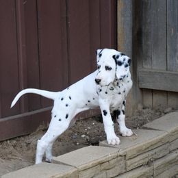 Dalmatian Puppies from Spothaven Dalmatians