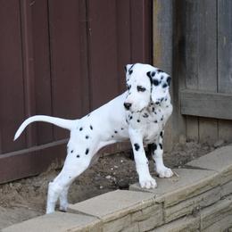 Dalmatian Puppies from Spothaven Dalmatians
