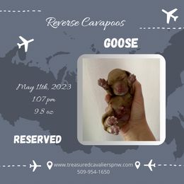 Boy 1 - Cavalier King Charles Spaniel puppy in Spokane, Washington from Treasured Cavaliers of the Pacific Northwest