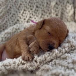 Girl 2 - Red female Cavapoo puppy in Arlington, Texas from Van Haselen Poodles and Doodles