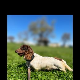 Sundae - Dachshund