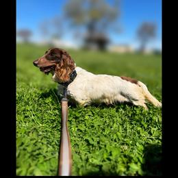 Sundae - Dachshund