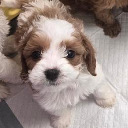 Jinu - Blenheim male Cavapoo puppy in Conklin, Michigan from Lake Michigan Couture Cavapoos & Cockapoos