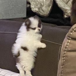 Pomeranian Puppies from Heartlove Poms