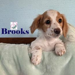 Brooks - Piebald male Dachshund puppy in Waseca, Minnesota from Dragonfly Doxies
