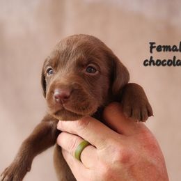 Chocolate girl - Chocolate female Labrador Retriever puppy in Hebron, Kentucky from Top Notches Labrador Retrievers