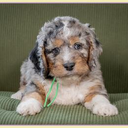 Lion - Blue merle male Bernedoodle puppy in Connersville, Indiana from Deaz Doodle Ranch