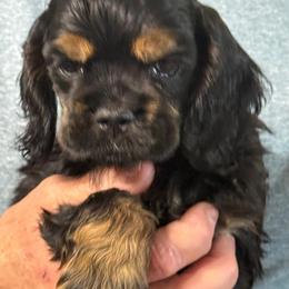Girl 1 - Black and tan female Cavalier King Charles Spaniel puppy in Ocala Fl, Florida from Encore Cockers