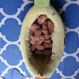 Black - Golden rust male Vizsla puppy in Maineville, Ohio from Izabella Vizslas