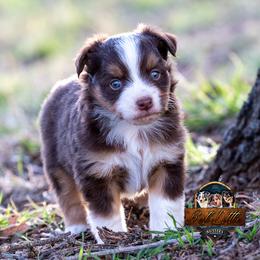 Miniature American Shepherd, Miniature Australian Shepherd, and Toy Australian Shepherd Puppies from Best Little Aussies