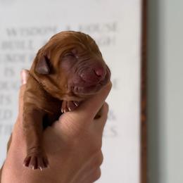 Make - Yellow male Labrador Retriever puppy in Sherrard, Illinois from Gochee Labs