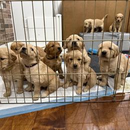 Golden Retriever Puppies from RuTess Goldens