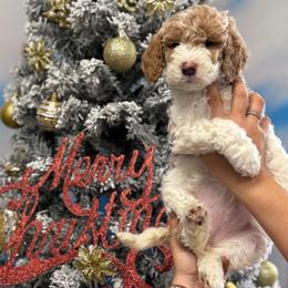 Labradoodle Puppies from MANUELA MORA
