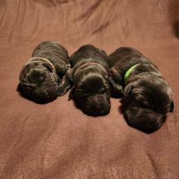 Green - Black male Labrador Retriever puppy in Anderson, Texas from TLS Retrievers