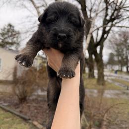 Grumpy - Black and red male German Shepherd puppy in Perrysburg, Ohio from Fancy GSDs