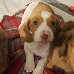 Winnie - Piebald female Dachshund puppy in Muncie, Indiana from Dog Crick Daschunds