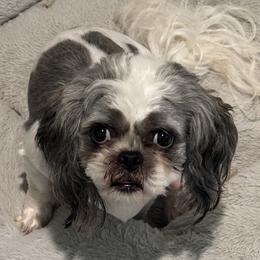 Clydie Bear - Shih Tzu