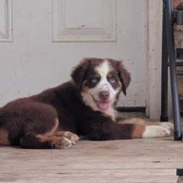 Miniature Australian Shepherd Puppies from AussiesRus