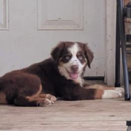 Miniature Australian Shepherd Puppies from AussiesRus