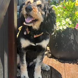 Millie - Bernedoodle