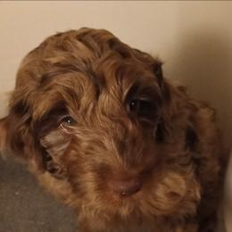 Cocoa - Merle female Cavapoo puppy in East Providence, Rhode Island from Marta's Cavaliers