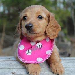 Lanie - Red female Dachshund puppy in Big Sandy, Texas from Linda B’s Dachshunds