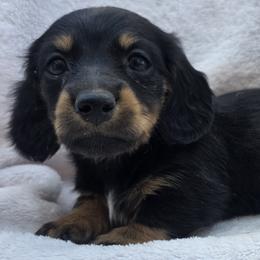 Skittles - Black and tan female Dachshund puppy in Golden Valley, Arizona from Greatest Journey Ranchette
