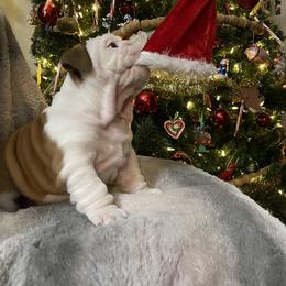 Bulldog Puppies from Semper Fi Bulldogs