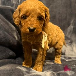 Girl 7 beige collar - female Goldendoodle puppy in Wesson, Mississippi from Southern Country Doodles