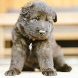 Gunther (Brown Collar) - Sable male German Shepherd puppy in Mason, Michigan from Sweet Breeze Acres