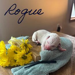 Rogue - White and black male Dalmatian puppy in Mount Vernon, Missouri from Spots & Spirals