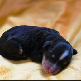 Honeybee - Tri-color female Bernedoodle puppy in Milton, Florida from Sutton Place Doodles