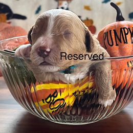 Pumpkin - Apricot male Assorted Doodle Crosses puppy in Mt Pleasant, Texas from Hippdoodranch