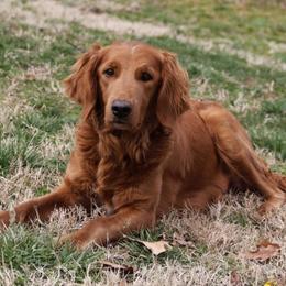 Jubes - Goldendoodle