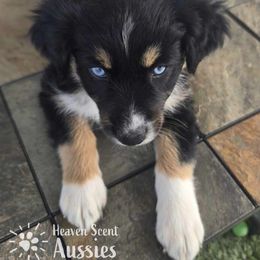 Lovey - Australian Shepherd puppy from Heaven Scent Aussies