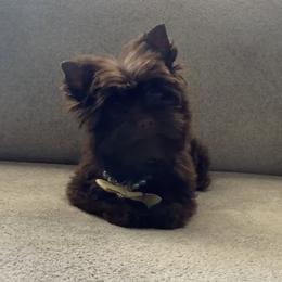 Eclair - Liver male Yorkshire Terrier puppy in Prosper, Texas from DaintyDawlz