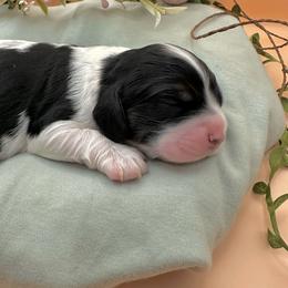 Delilah - Black white and tan female Cocker Spaniel puppy in La Veta, Colorado from BRX Country Cockers LLC