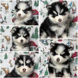 Pomsky Puppies from Luis Lara