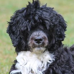 PupUp - Portuguese Water Dog