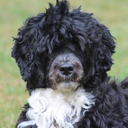 PupUp - Portuguese Water Dog
