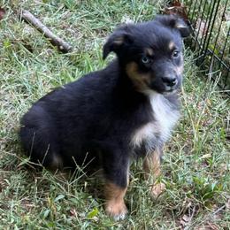 Marvel - Black tri male Miniature Australian Shepherd puppy in Patterson, North Carolina from DreamLine Aussies