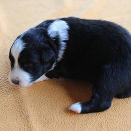 Glendale - Black tri-color male Australian Shepherd puppy in Kansas, Oklahoma from Windy G Farm